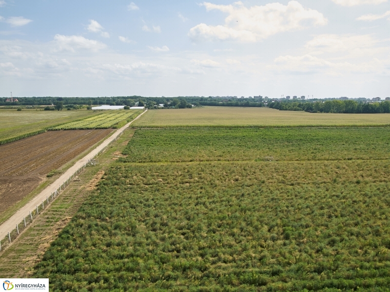 Parlagfű felderítés - fotó Szarka Lajos