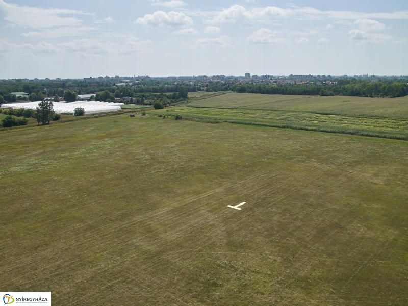 Parlagfű felderítés - fotó Szarka Lajos