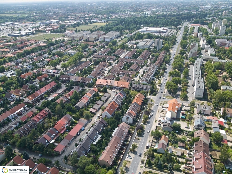 Parlagfű felderítés - fotó Szarka Lajos