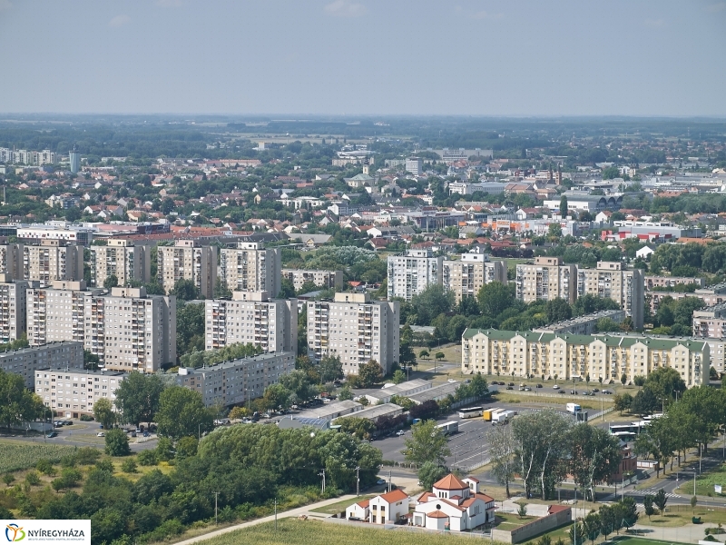 Parlagfű felderítés - fotó Szarka Lajos