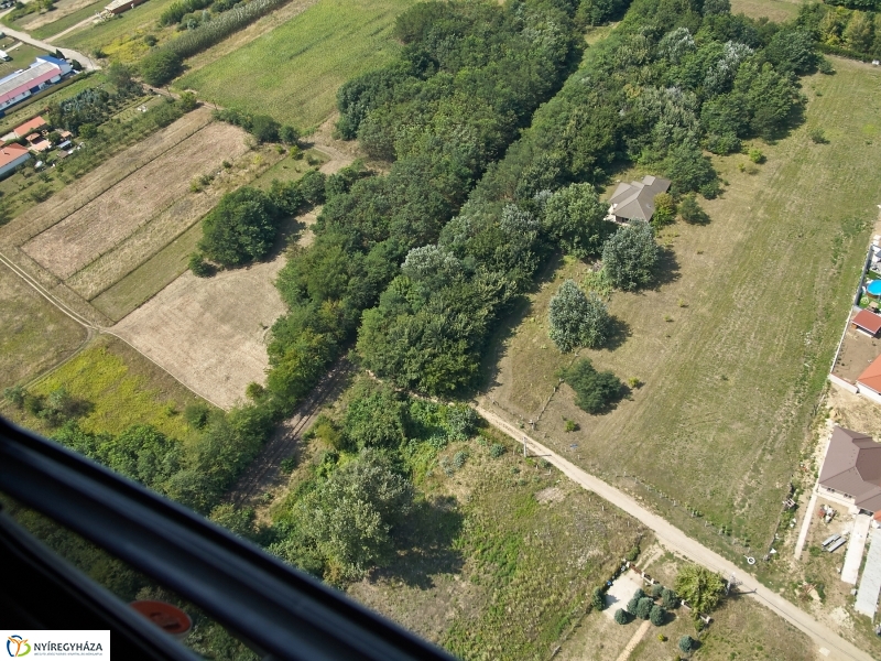 Parlagfű felderítés - fotó Szarka Lajos