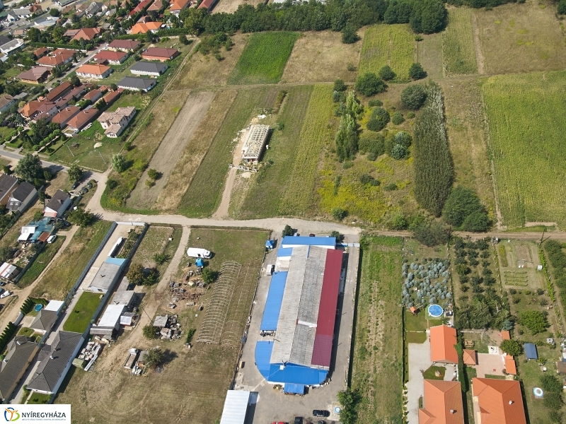 Parlagfű felderítés - fotó Szarka Lajos