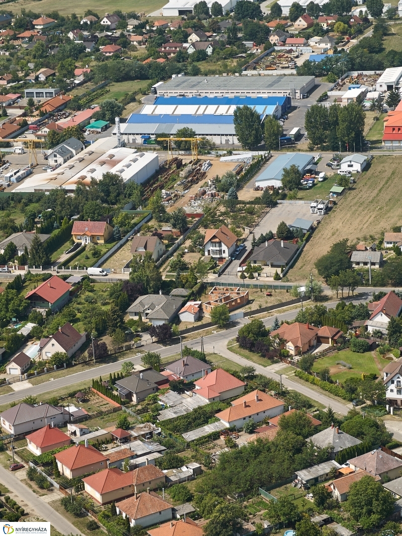 Parlagfű felderítés - fotó Szarka Lajos