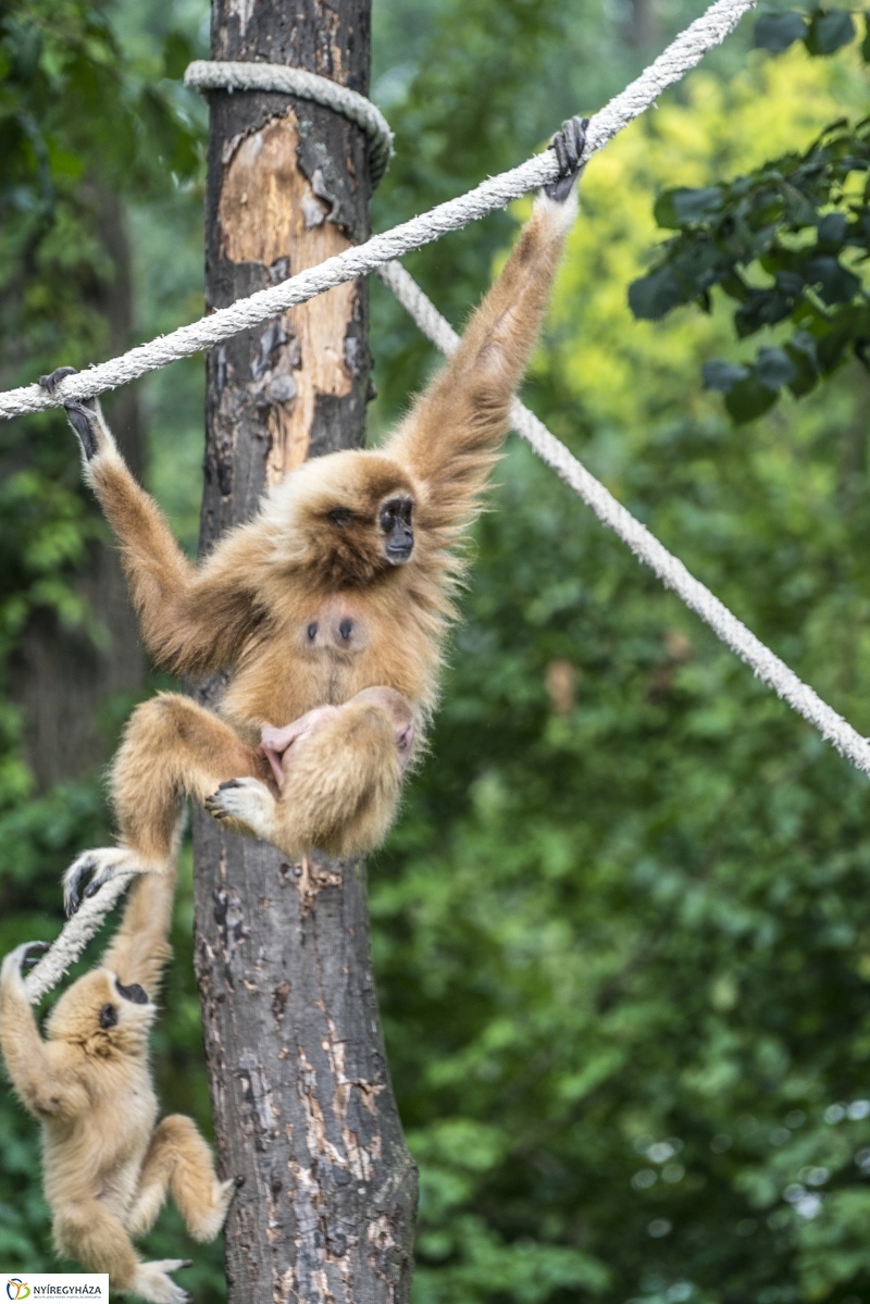 Fehérkezű gibbon született az Állatparkban - Fotó Kohut Árpád