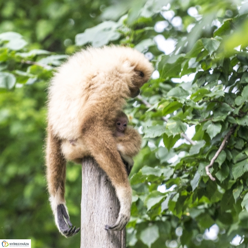 Fehérkezű gibbon született az Állatparkban - Fotó Kohut Árpád