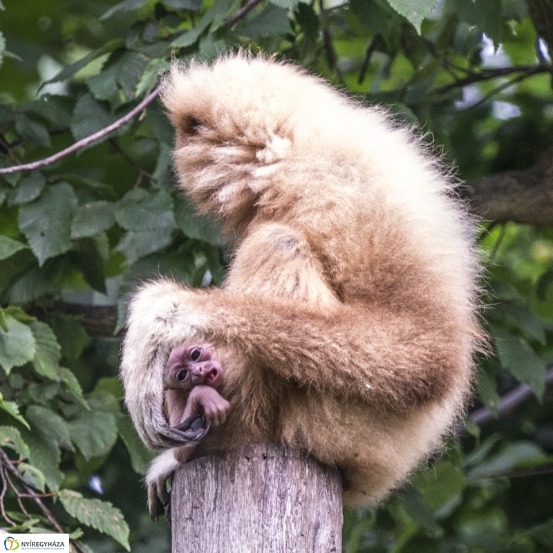 Fehérkezű gibbon született az Állatparkban - Fotó Kohut Árpád