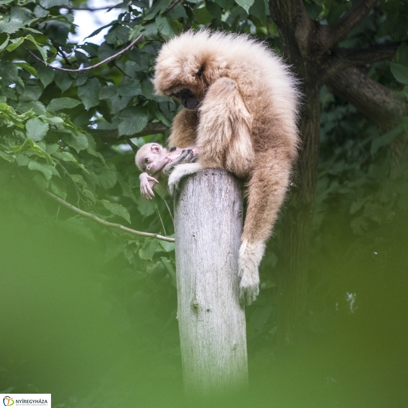 Fehérkezű gibbon született az Állatparkban - Fotó Kohut Árpád
