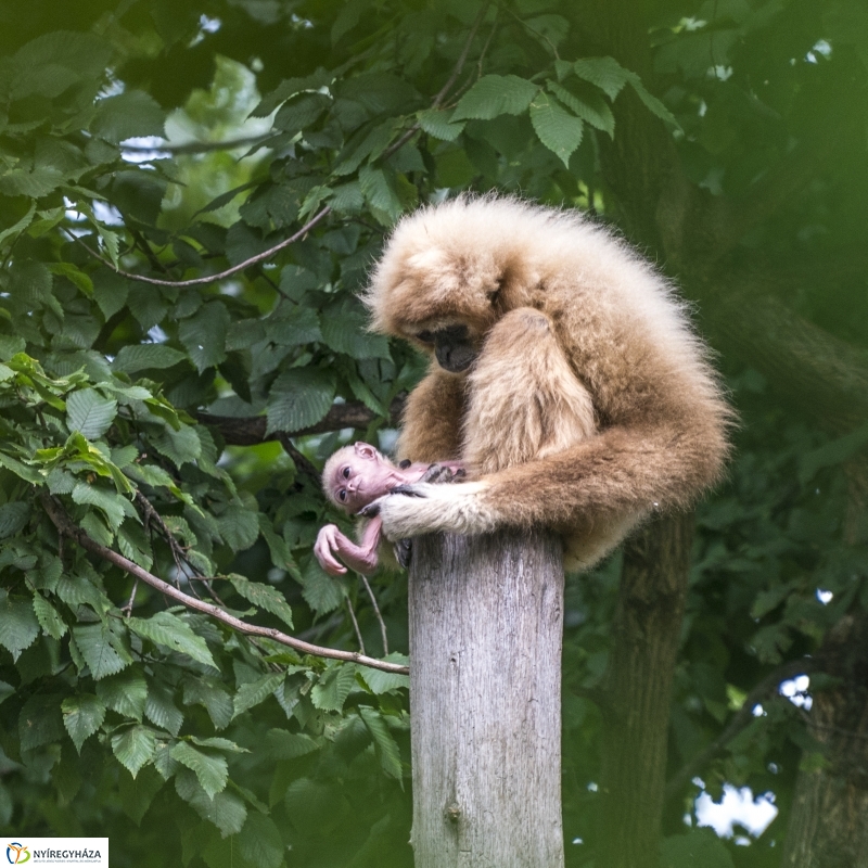Fehérkezű gibbon született az Állatparkban - Fotó Kohut Árpád