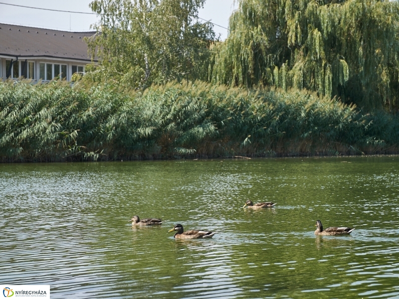 Egy nyári hétköznap a Bujtoson - fotó Szarka Lajos