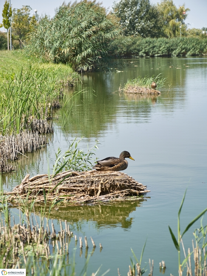 Egy nyári hétköznap a Bujtoson - fotó Szarka Lajos