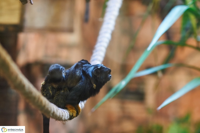 Aranykezű kis tamarinok - fotó Szarka Lajos