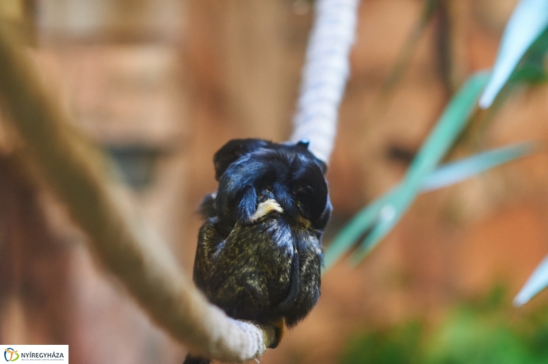 Aranykezű kis tamarinok - fotó Szarka Lajos