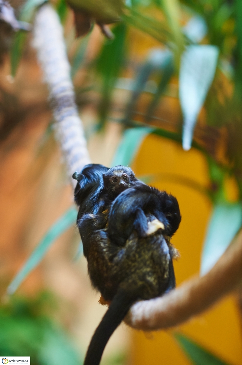 Aranykezű kis tamarinok - fotó Szarka Lajos