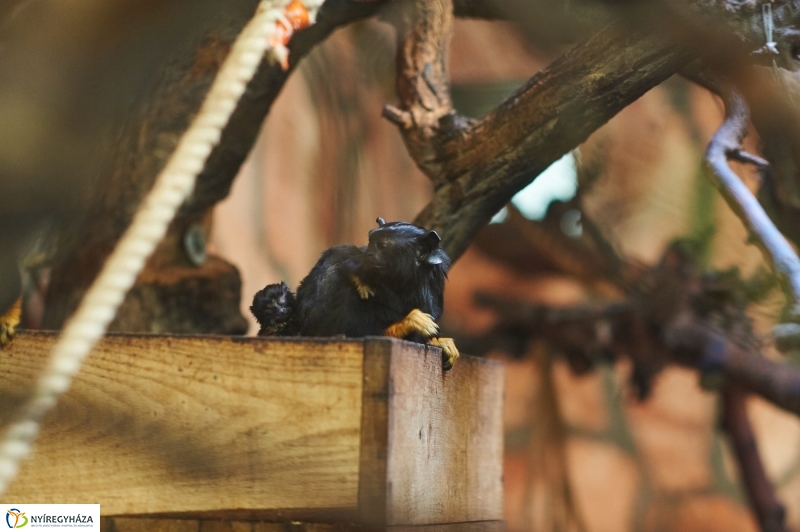 Aranykezű kis tamarinok - fotó Szarka Lajos