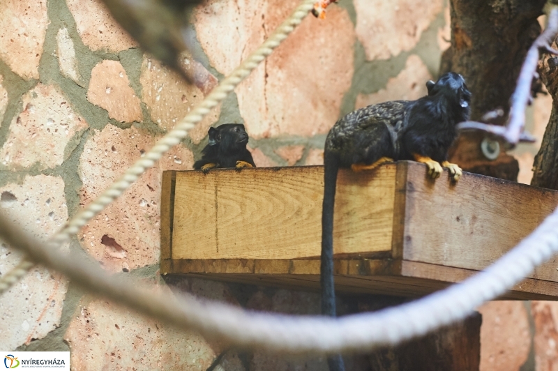 Aranykezű kis tamarinok - fotó Szarka Lajos