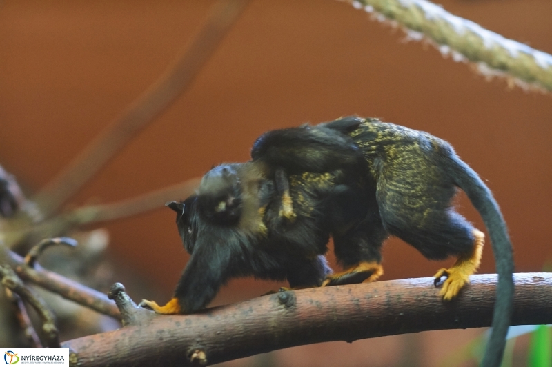 Aranykezű kis tamarinok - fotó Szarka Lajos