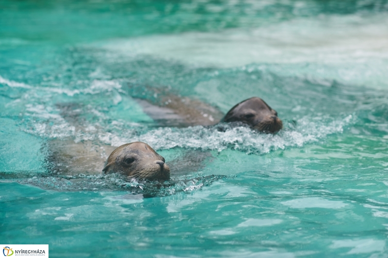 Ukrán szakemberek látogattak el az Állatparkba