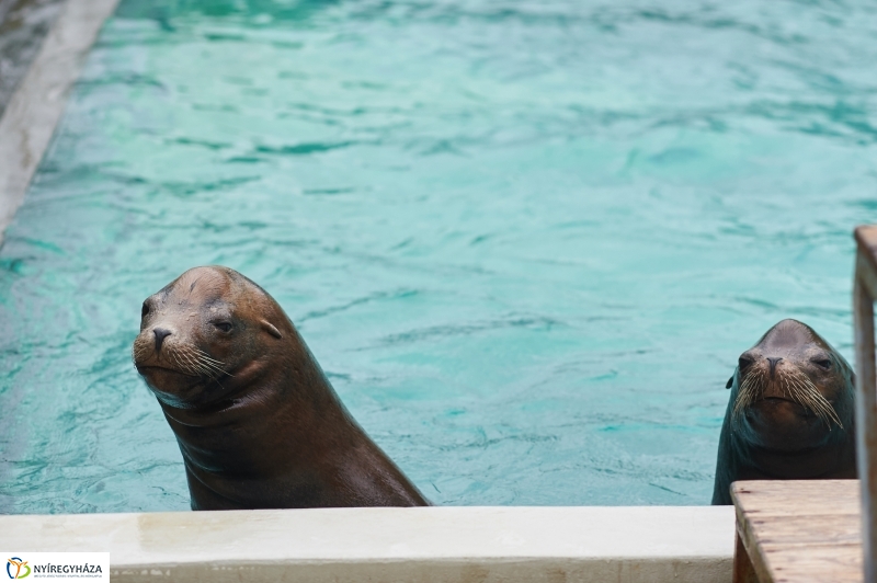 Ukrán szakemberek látogattak el az Állatparkba