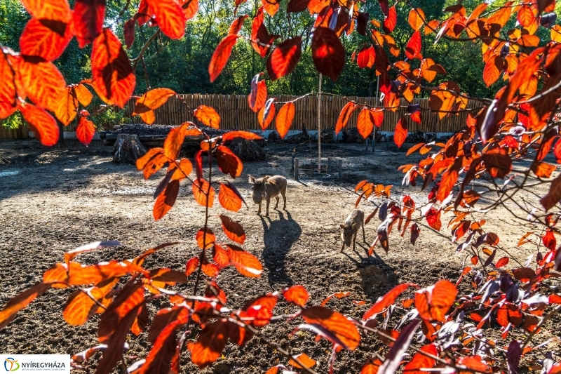 Pumbaa Nyíregyházán - Fotó Kohut Árpád