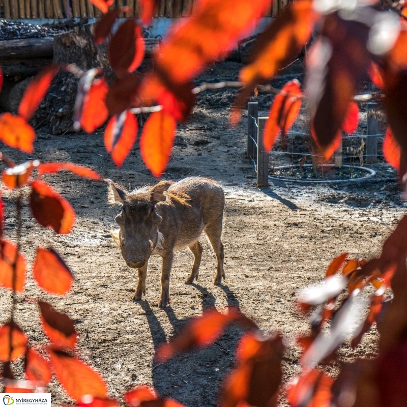 Pumbaa Nyíregyházán - Fotó Kohut Árpád