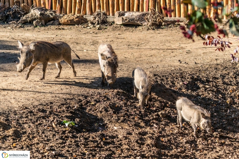 Pumbaa Nyíregyházán - Fotó Kohut Árpád