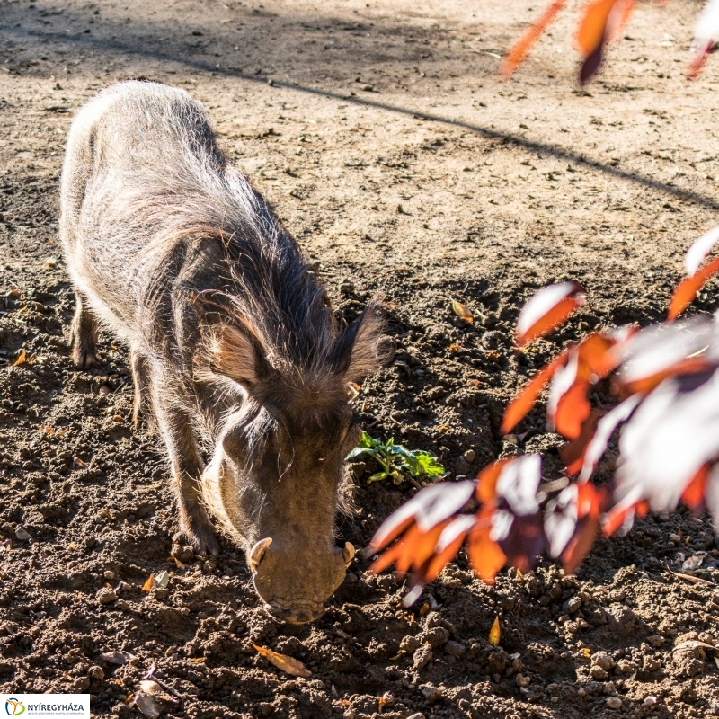 Pumbaa Nyíregyházán - Fotó Kohut Árpád