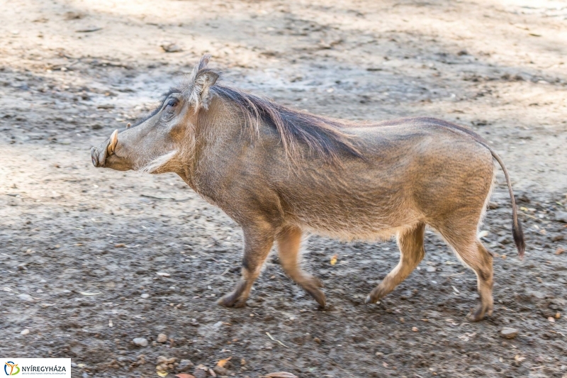Pumbaa Nyíregyházán - Fotó Kohut Árpád