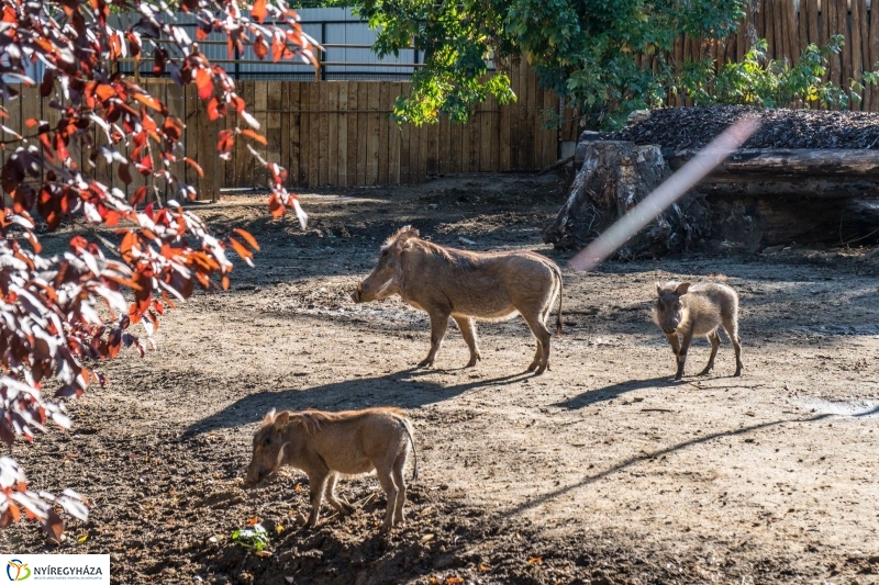 Pumbaa Nyíregyházán - Fotó Kohut Árpád