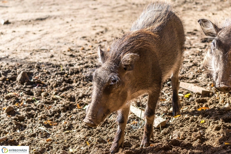 Pumbaa Nyíregyházán - Fotó Kohut Árpád