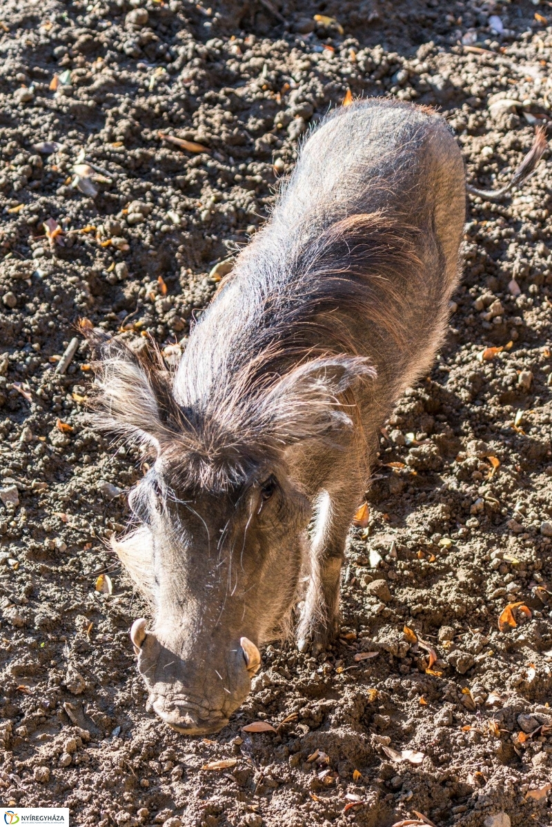 Pumbaa Nyíregyházán - Fotó Kohut Árpád