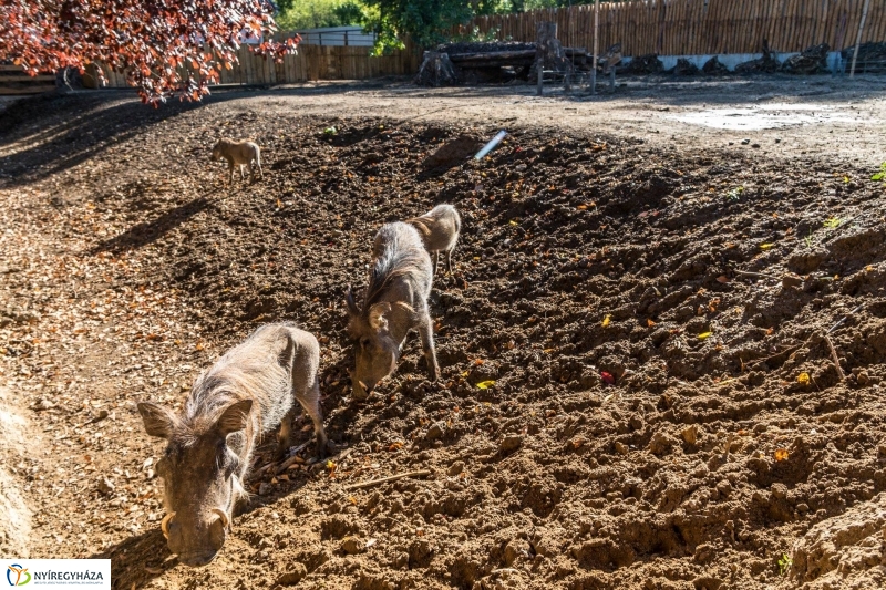 Pumbaa Nyíregyházán - Fotó Kohut Árpád