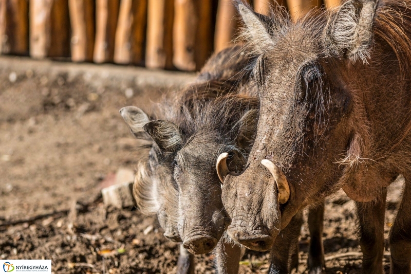 Pumbaa Nyíregyházán - Fotó Kohut Árpád
