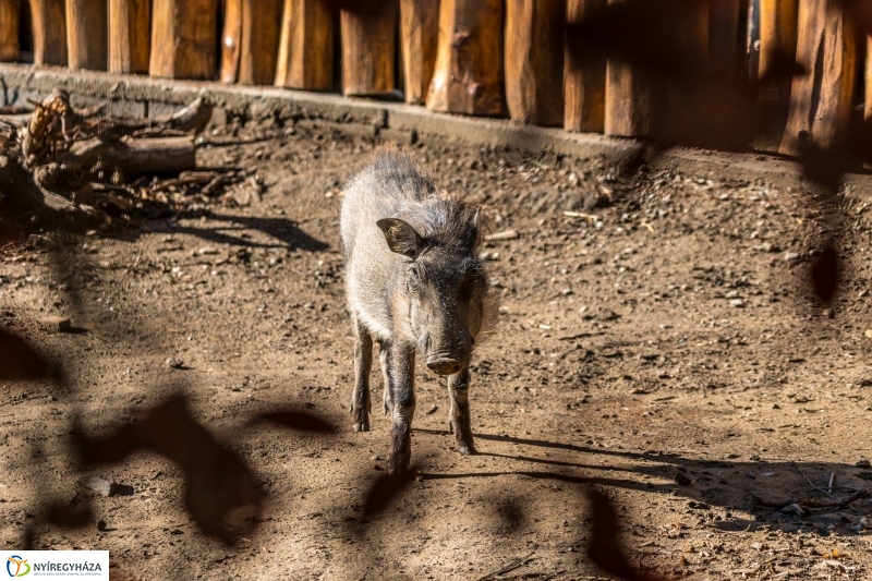 Pumbaa Nyíregyházán - Fotó Kohut Árpád