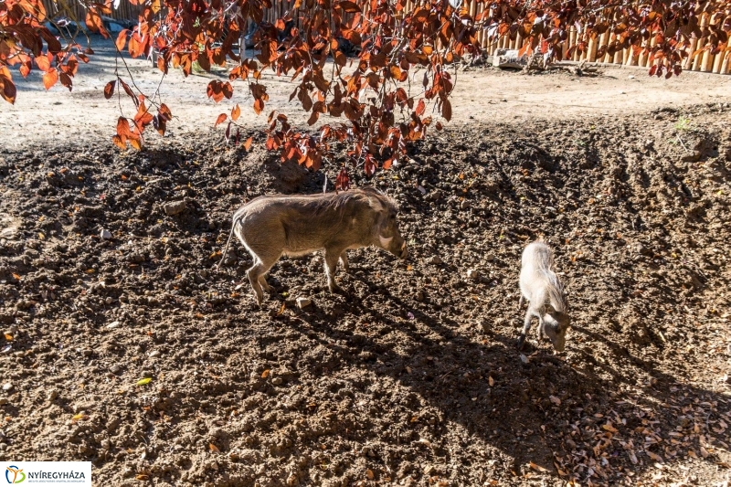 Pumbaa Nyíregyházán - Fotó Kohut Árpád