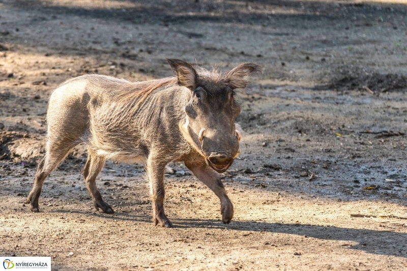 Pumbaa Nyíregyházán - Fotó Kohut Árpád