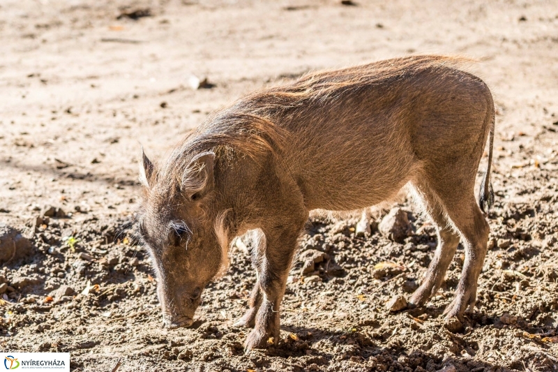 Pumbaa Nyíregyházán - Fotó Kohut Árpád