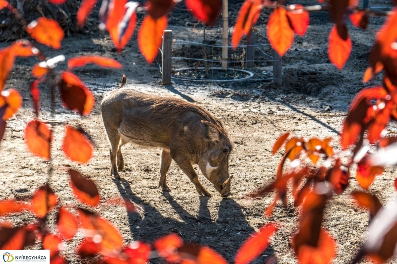 Pumbaa Nyíregyházán - Fotó Kohut Árpád