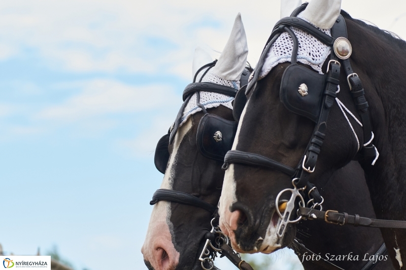 Fogathajtó verseny Oroson - fotó Szarka Lajos