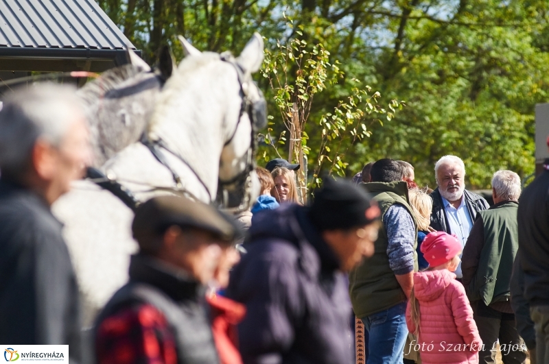 Fogathajtó verseny Oroson - fotó Szarka Lajos