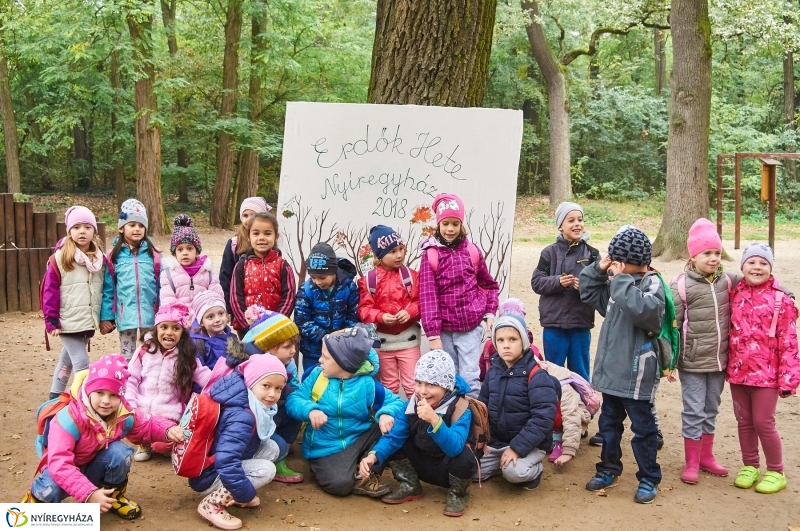 Ismerd meg az erdőt - fotó Szarka Lajos