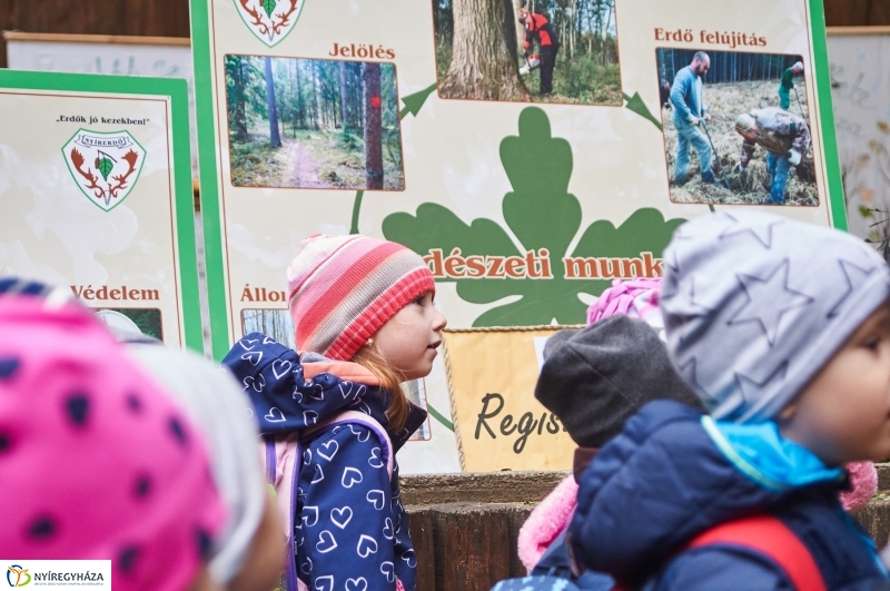 Ismerd meg az erdőt - fotó Szarka Lajos