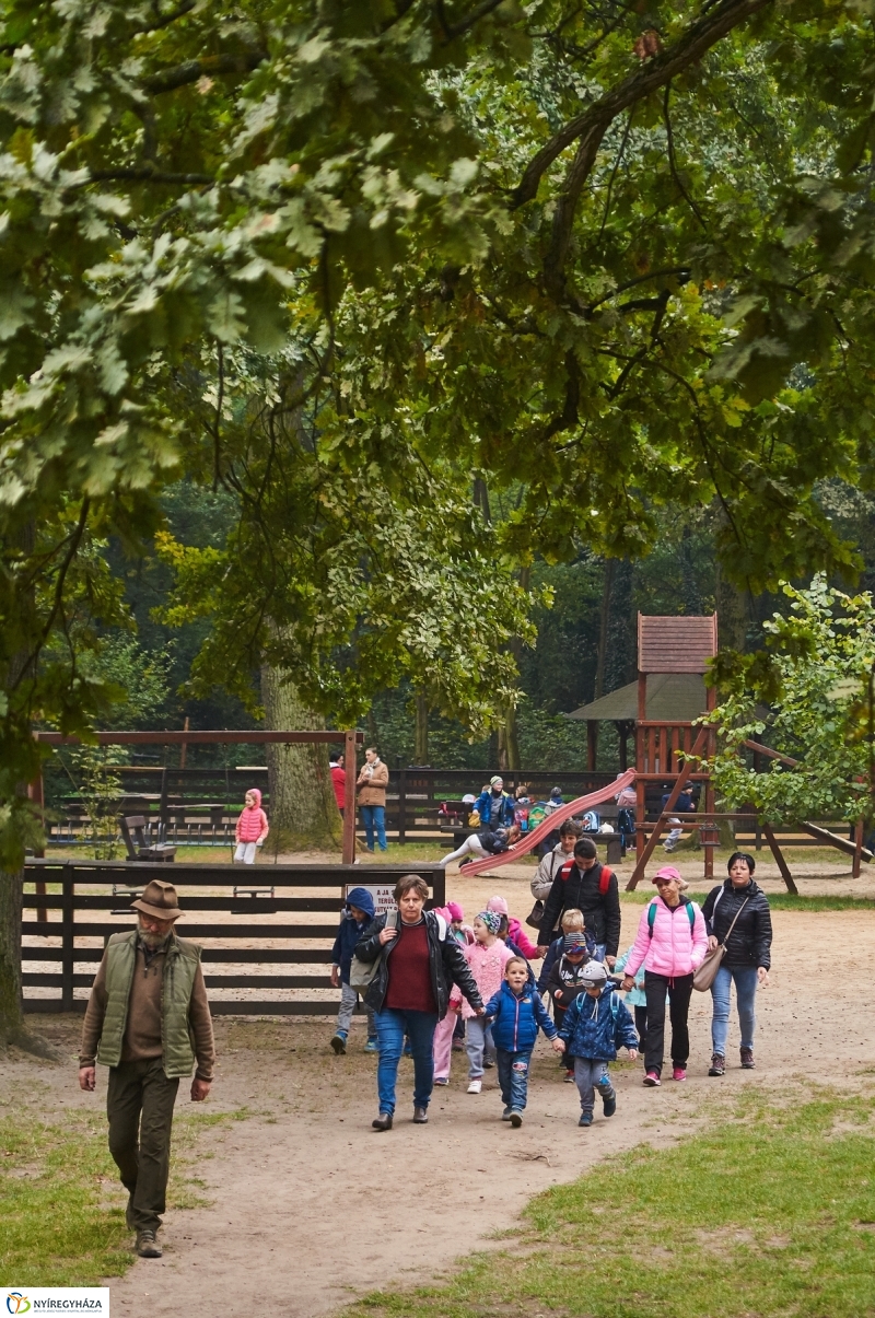 Ismerd meg az erdőt - fotó Szarka Lajos