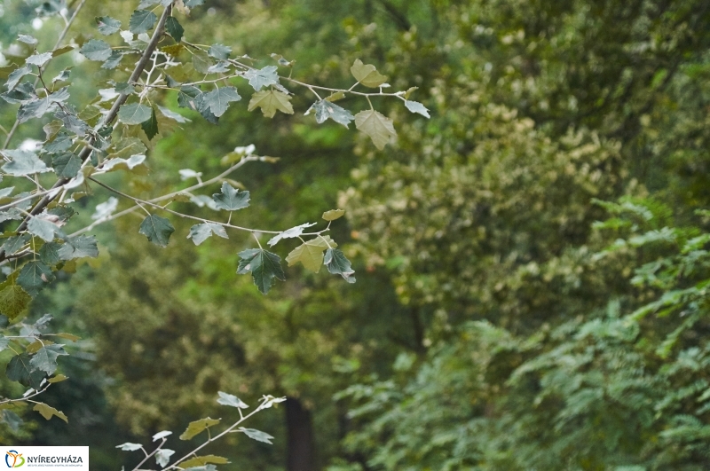 Ismerd meg az erdőt - fotó Szarka Lajos