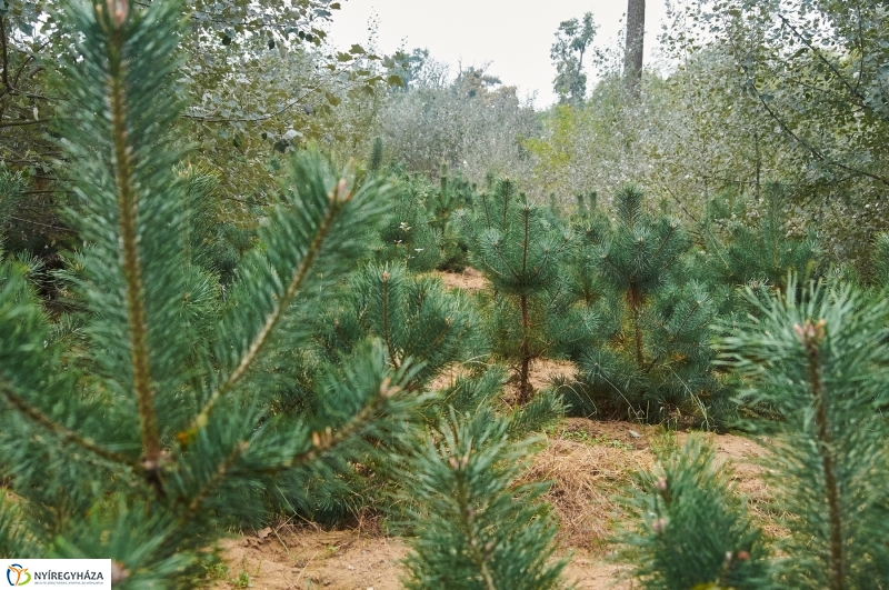 Ismerd meg az erdőt - fotó Szarka Lajos
