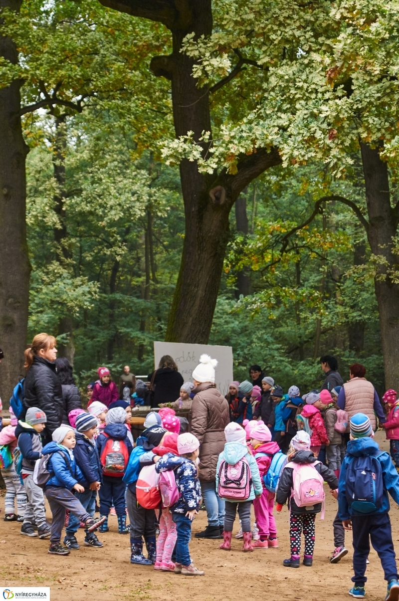 Ismerd meg az erdőt - fotó Szarka Lajos