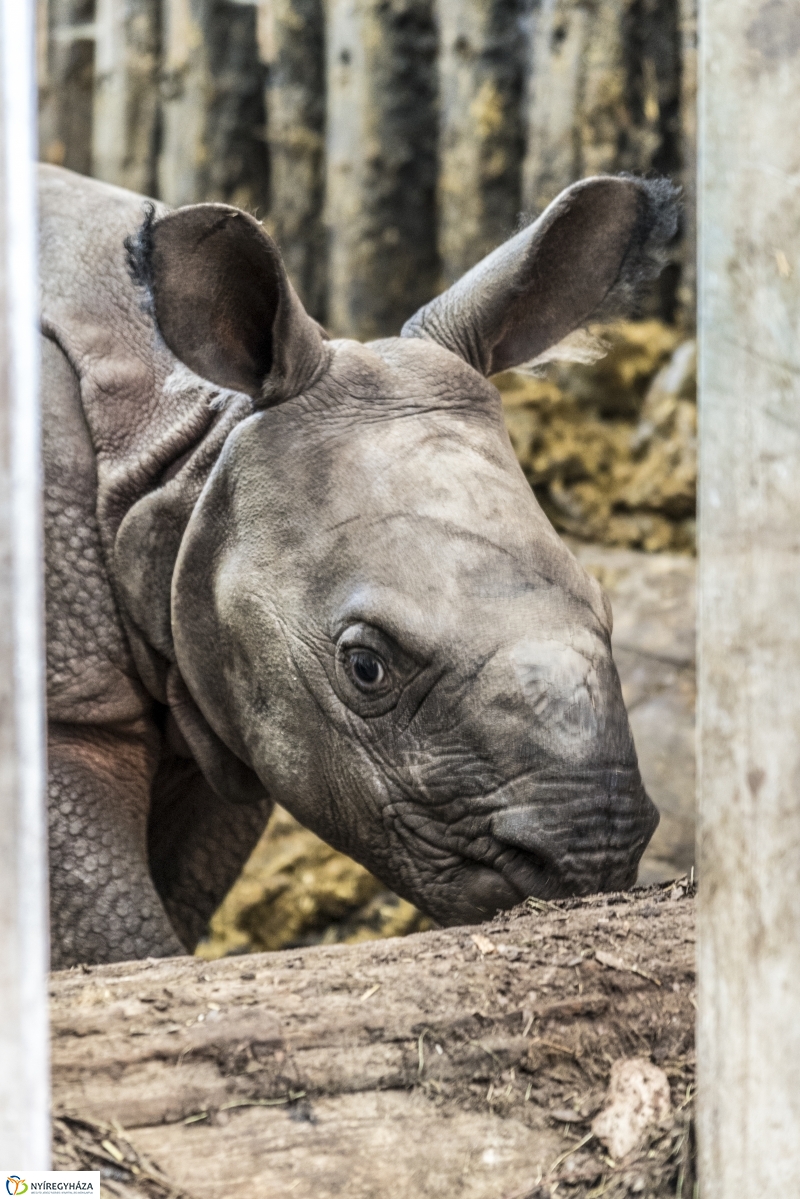 Indiai páncélos rinocérosz született az Állatparkban-Fotó Kohut Árpád