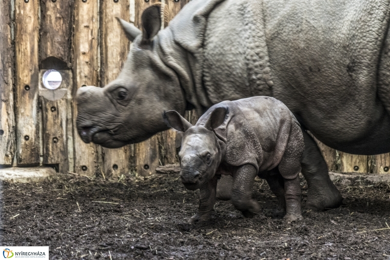 Indiai páncélos rinocérosz született az Állatparkban-Fotó Kohut Árpád