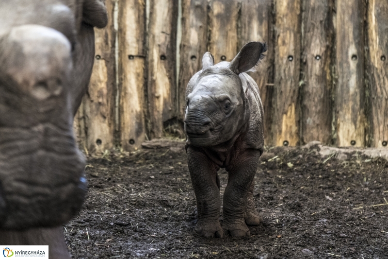 Indiai páncélos rinocérosz született az Állatparkban-Fotó Kohut Árpád