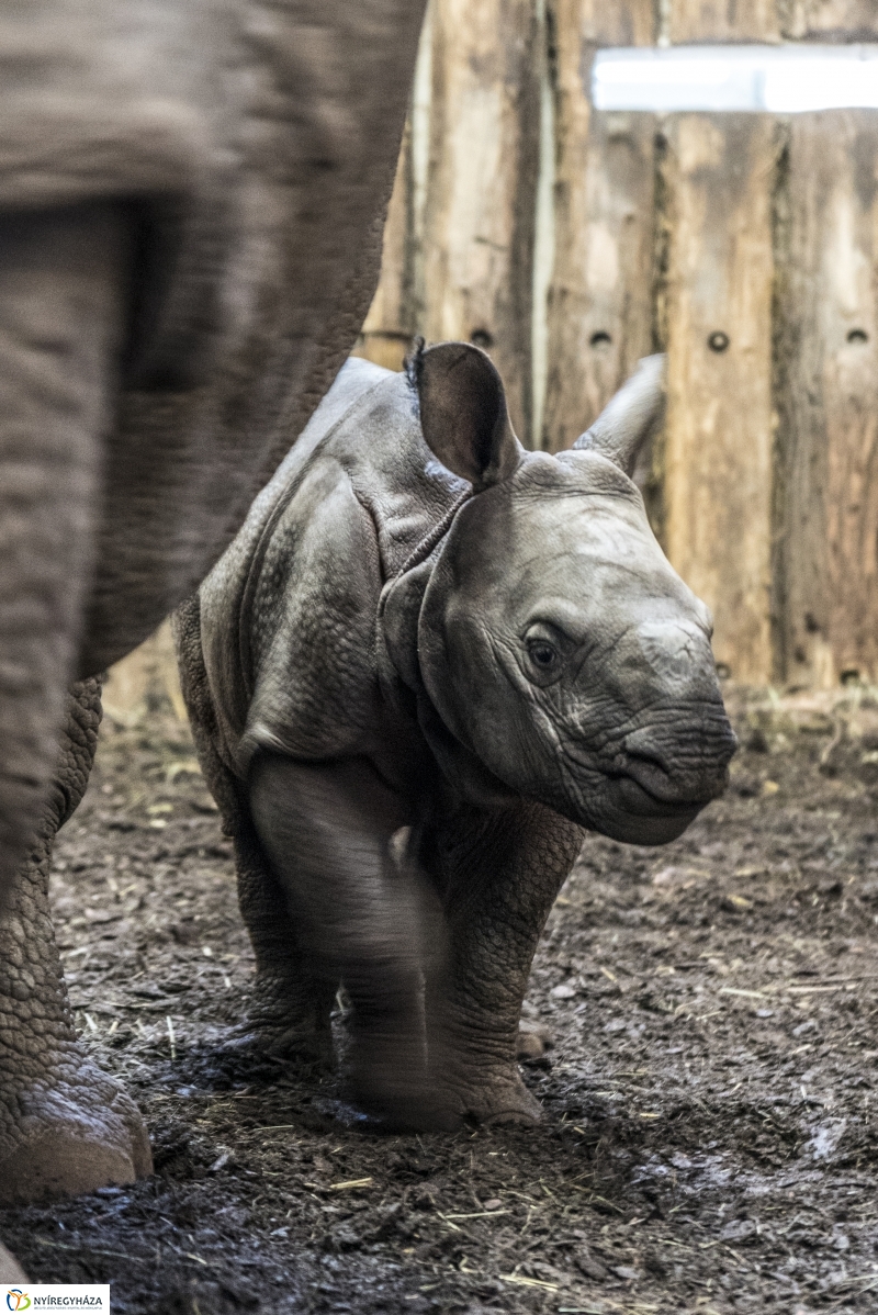 Indiai páncélos rinocérosz született az Állatparkban-Fotó Kohut Árpád