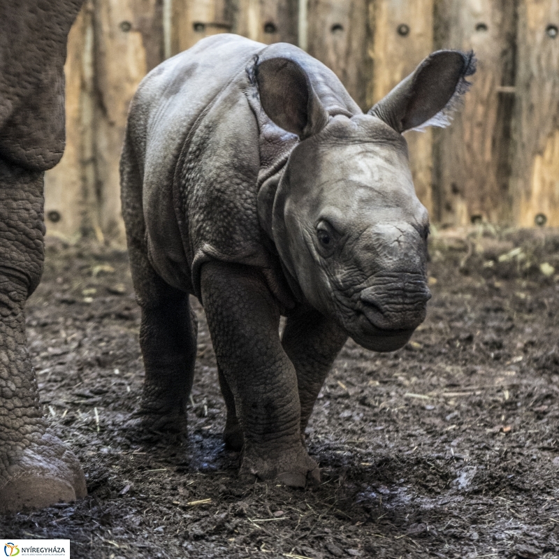Indiai páncélos rinocérosz született az Állatparkban-Fotó Kohut Árpád